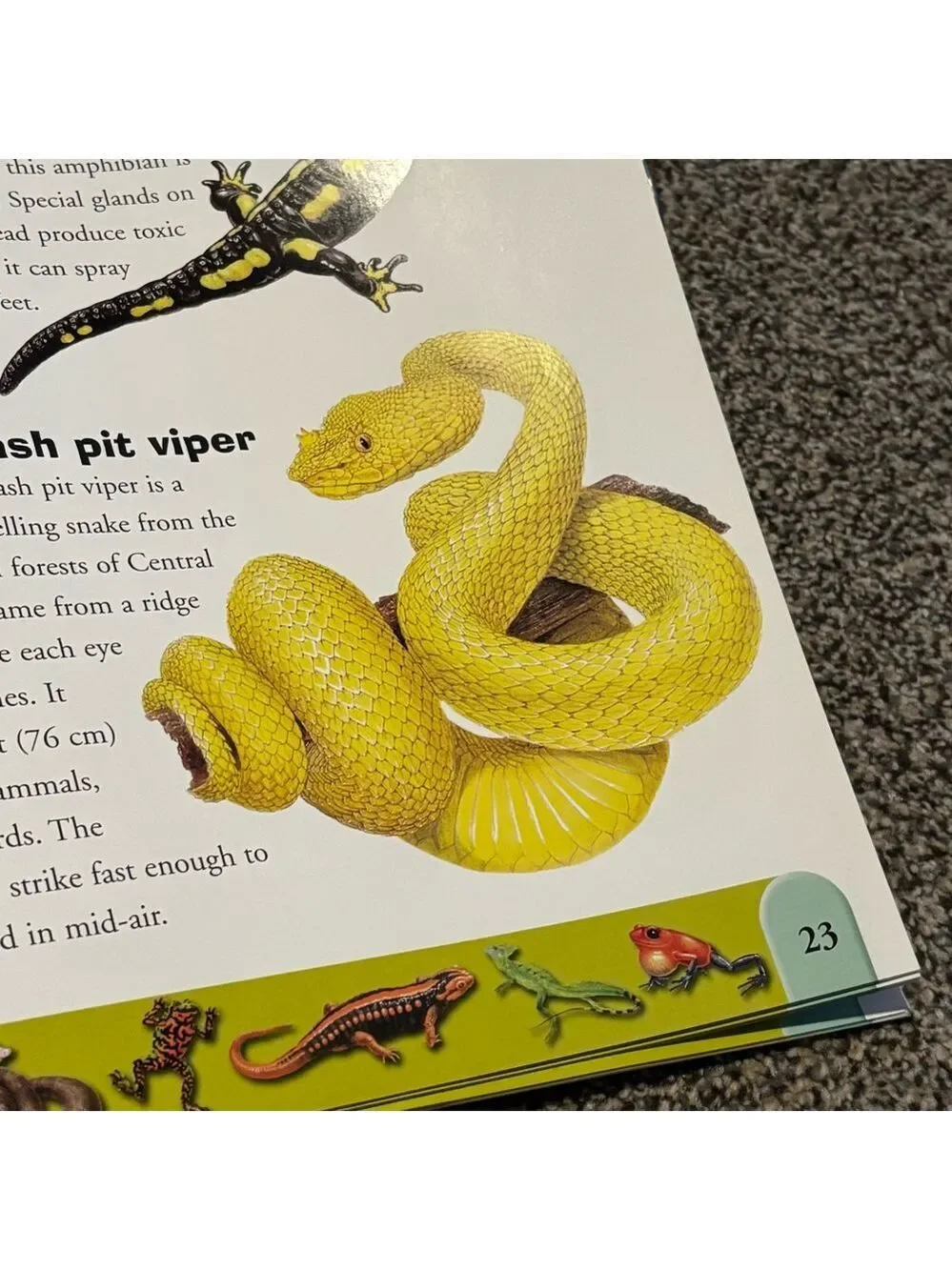 🦎🐍🐢Reptiles and Amphibians Kids Dictionary Book